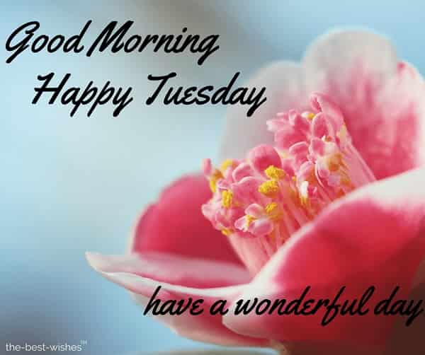 ᐅ111+ Beautiful Good Morning Tuesday Messages, Wishes Images