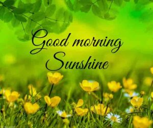 110+ Lovely Good Morning Sunshine Images [ Best Collection ]