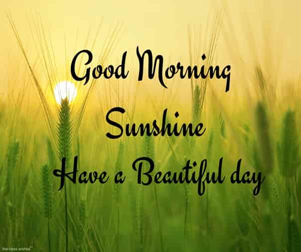 110+ Lovely Good Morning Sunshine Images [ Best Collection ]